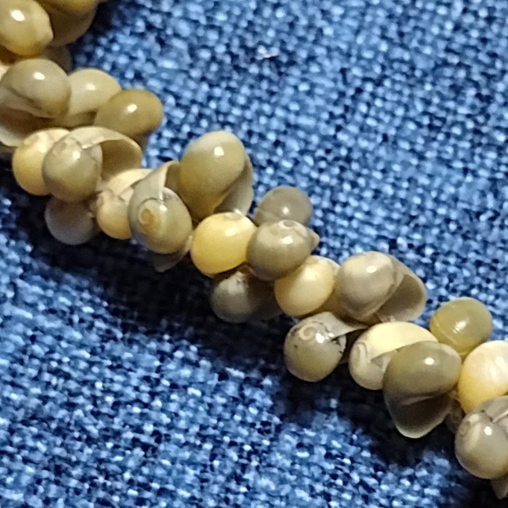 Single Strand Shell Necklace - Picture 3 of 5